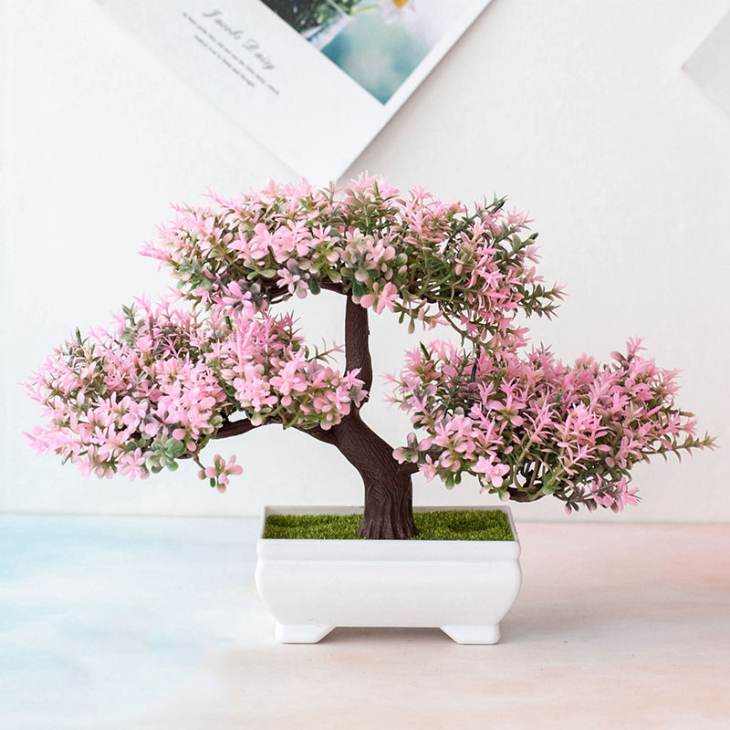 Dayhills | Plant Bonsai