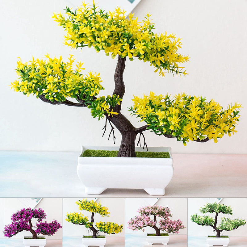 Dayhills | Plant Bonsai