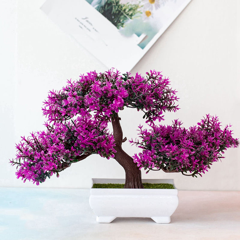 Dayhills | Plant Bonsai
