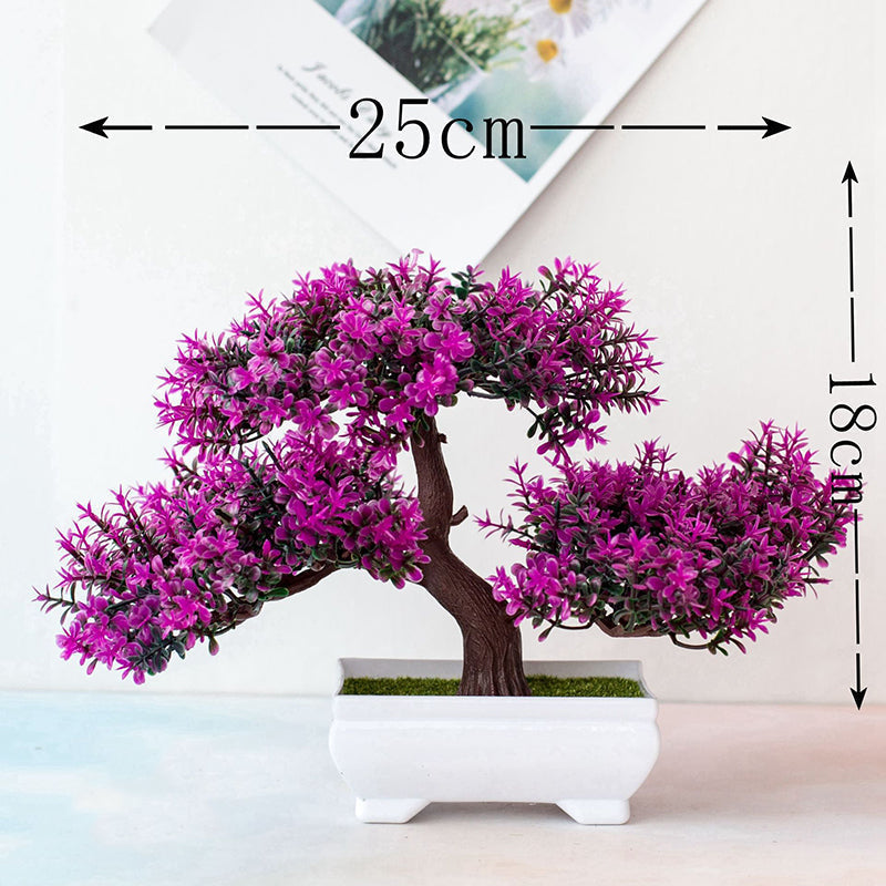 Dayhills | Plant Bonsai