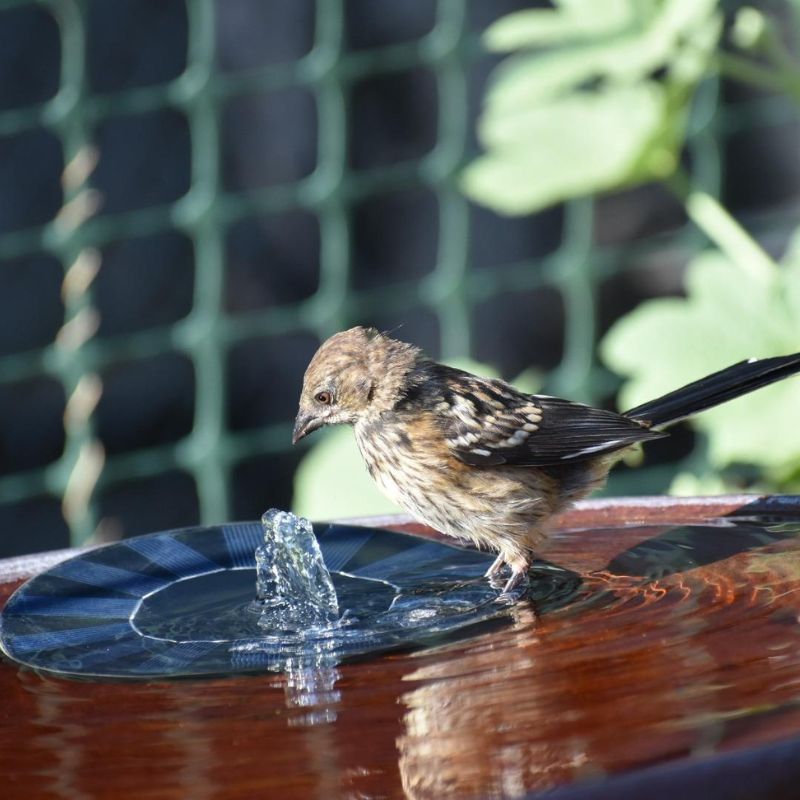 SunSplash | Eco-Friendly Solar-Powered Fountain